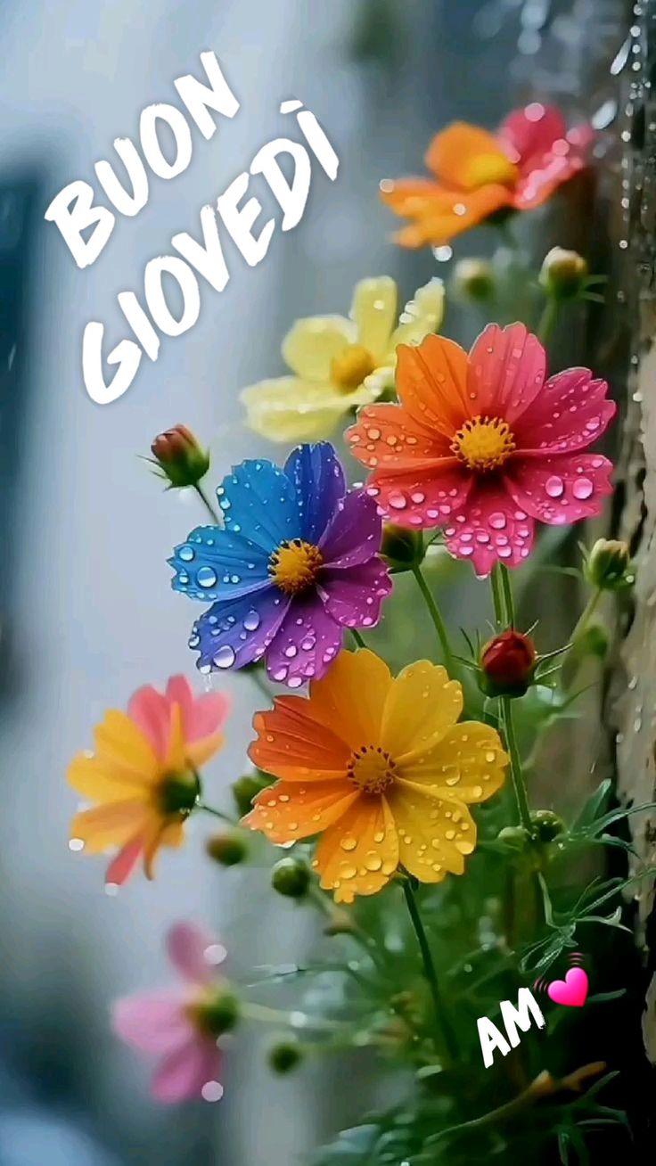 Buon Giovedì Immagini​ 29