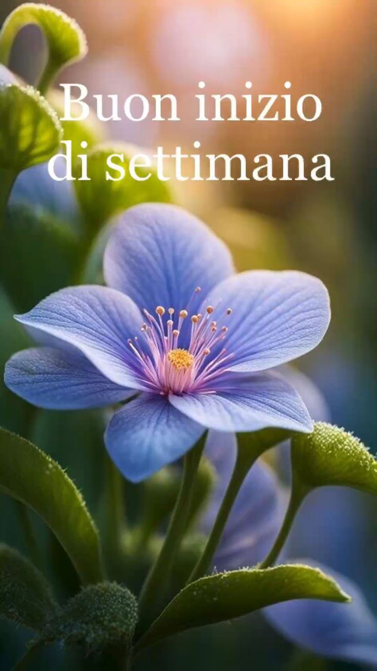 Buon Inizio Settimana Immagini​ 62