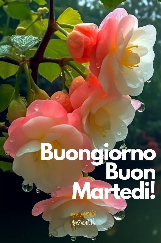 Buon Martedì Immagini Nuove​ 78