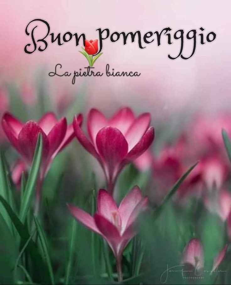 Buon Pomeriggio Immagini​ 8