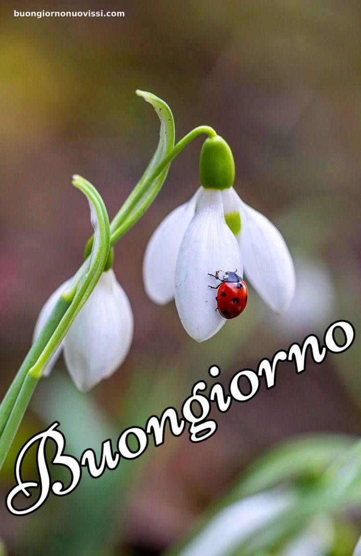 Buona Giornata Immagini​ 127