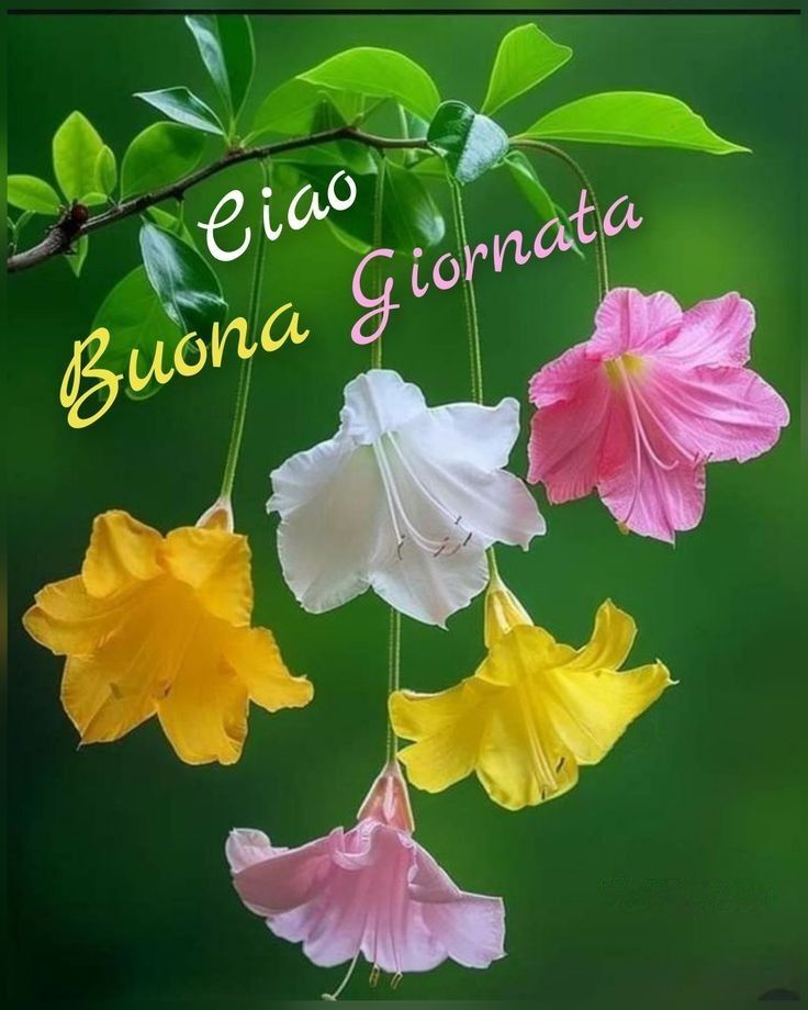 Buona Giornata Immagini​ 14
