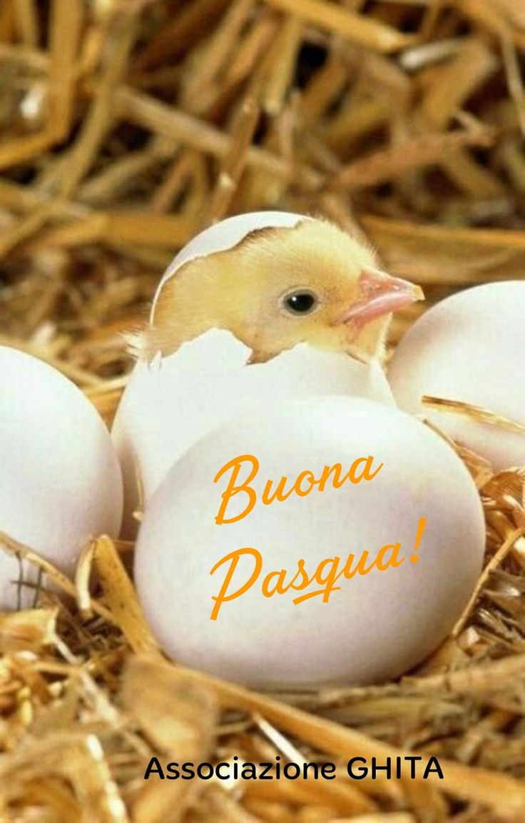 Buona Pasqua Immagini Belle​ 20