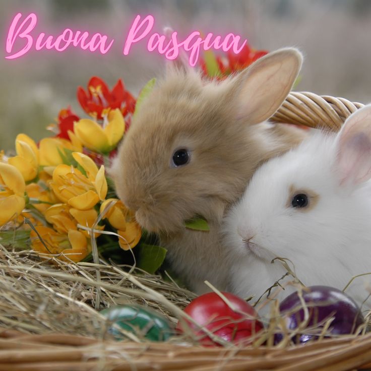 Buona Pasqua Immagini Belle​ 40