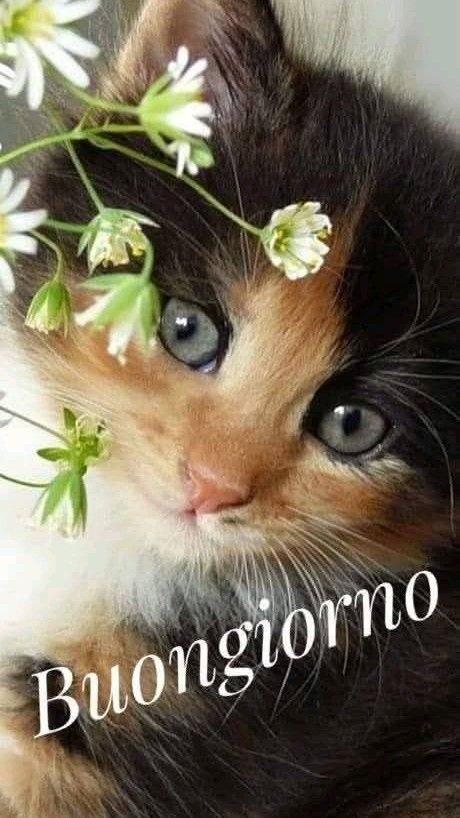 Buongiorno Immagini Nuove​ 124