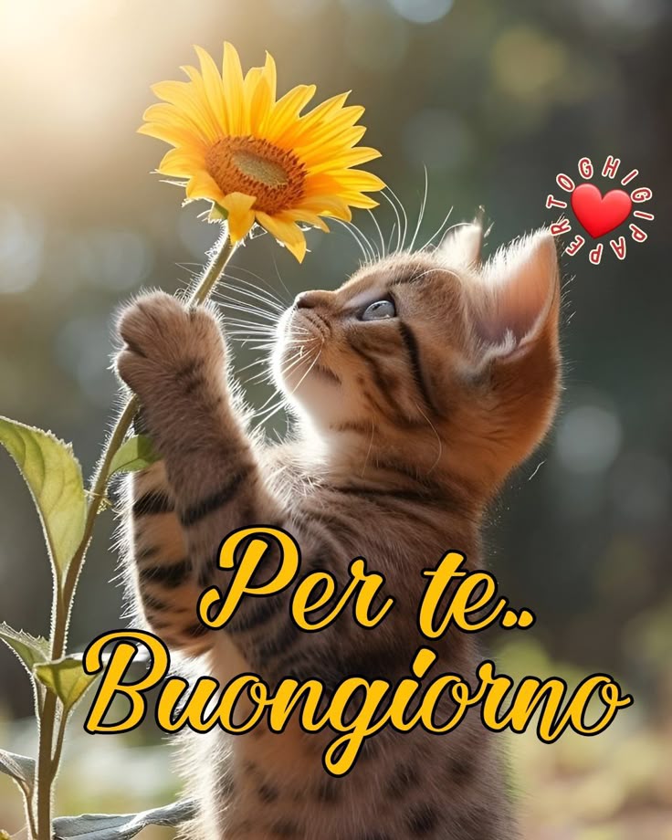 Buongiorno Immagini Nuove​ 63