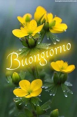 Buongiorno Immagini Nuove​ 82