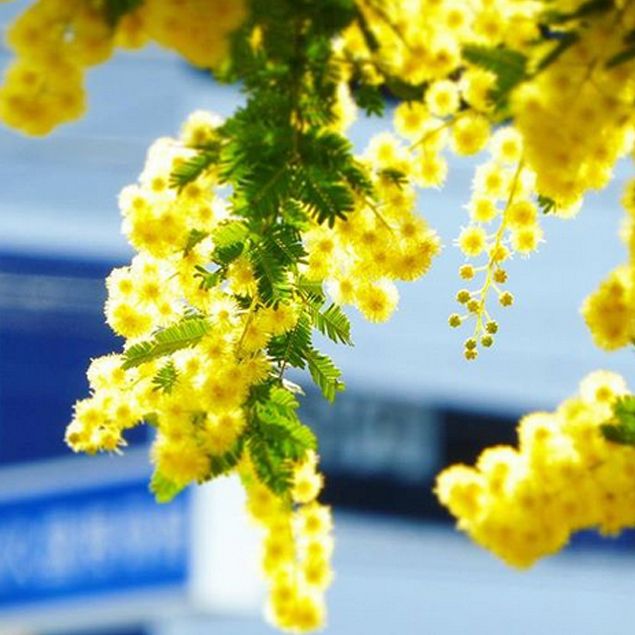 Festa Della Donna Immagini Gratis​ 59