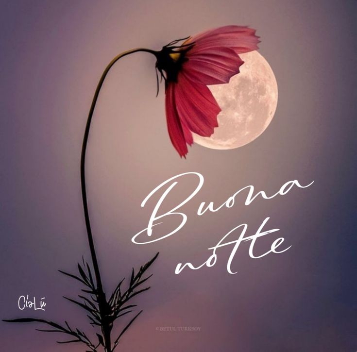 Immagine Belle Della Buonanotte​ 66