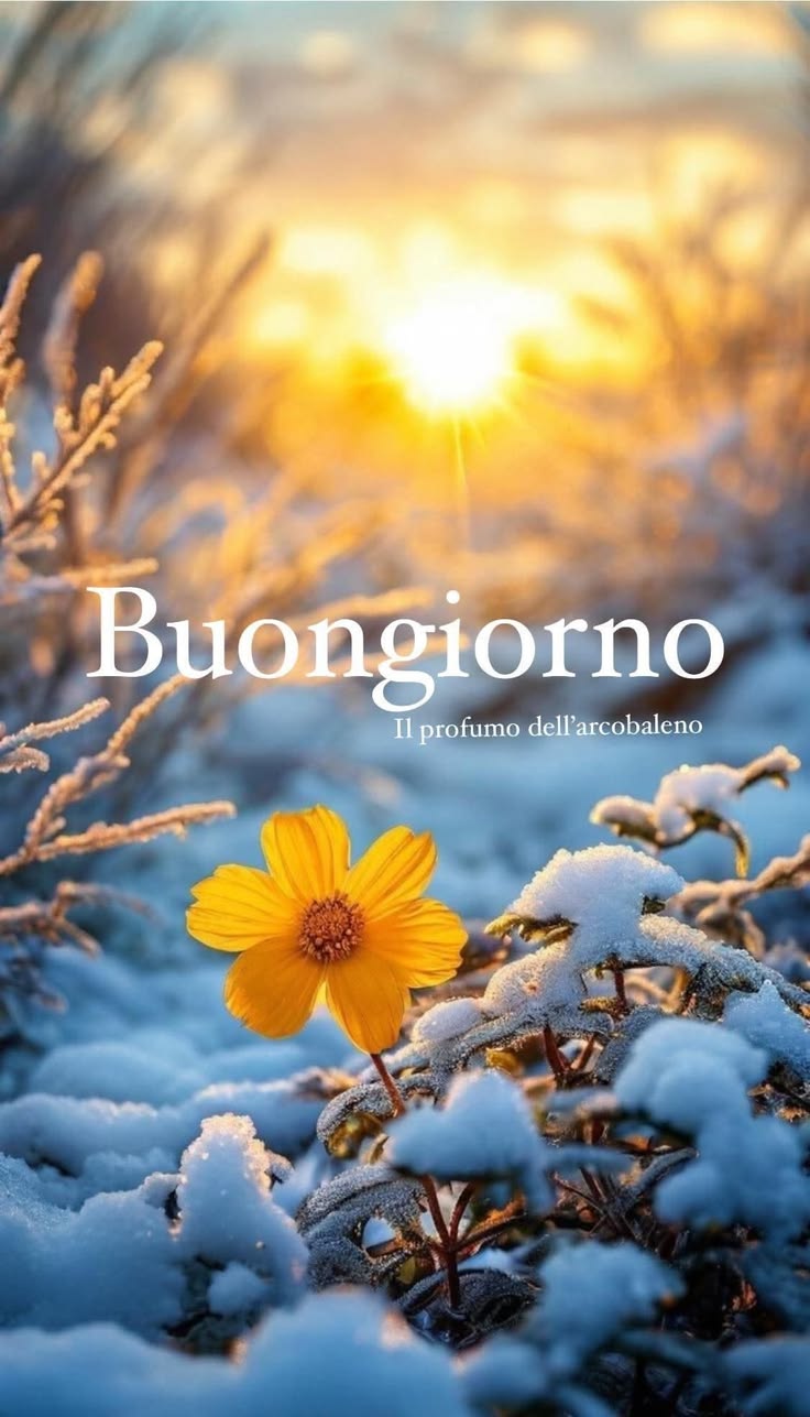 Immagini Buongiorno Invernali​ 117