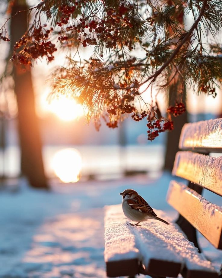 Immagini Buongiorno Invernali​ 129