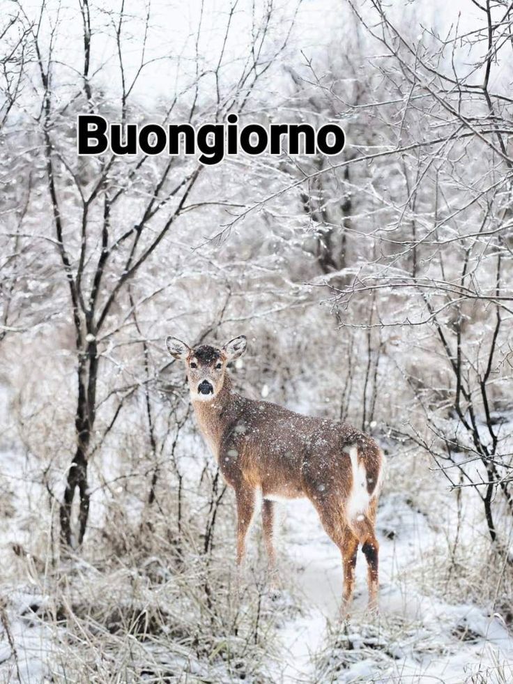 Immagini Buongiorno Invernali​ 140