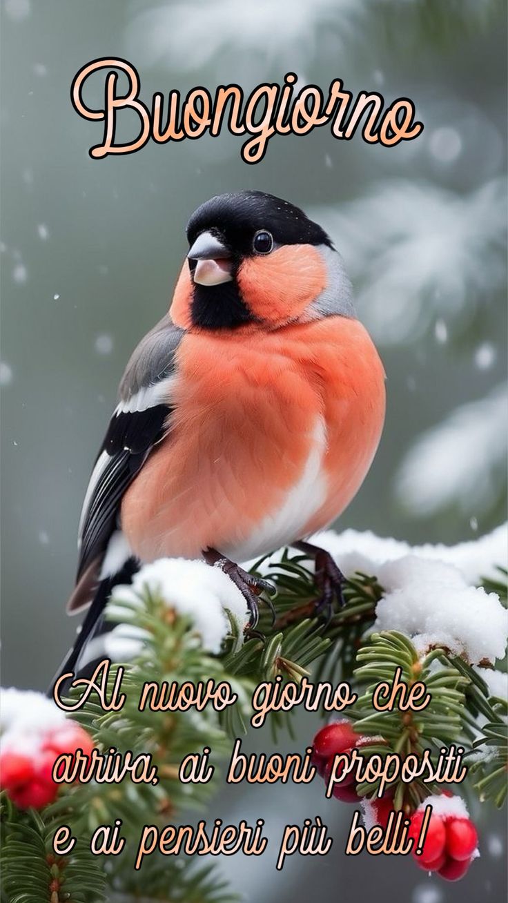 Immagini Buongiorno Invernali​ 19