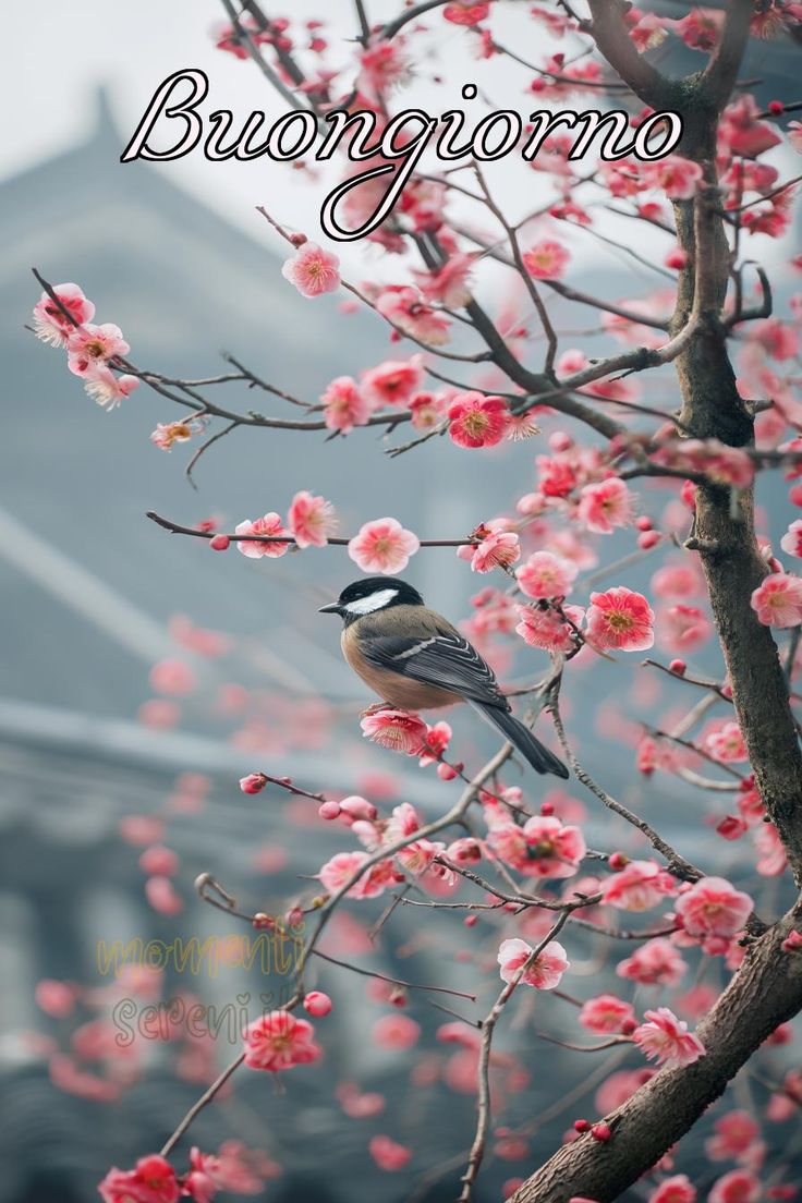 Immagini Buongiorno Invernali​ 47
