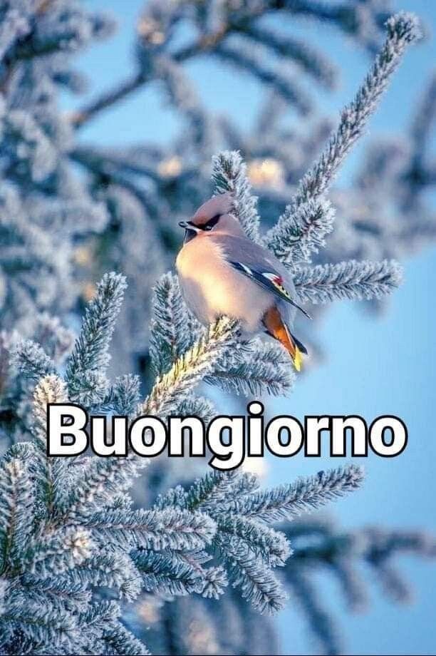 Immagini Buongiorno Invernali​ 58