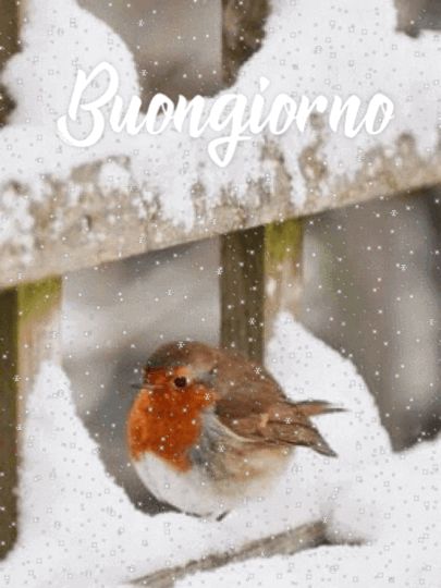 Immagini Buongiorno Invernali​ 91