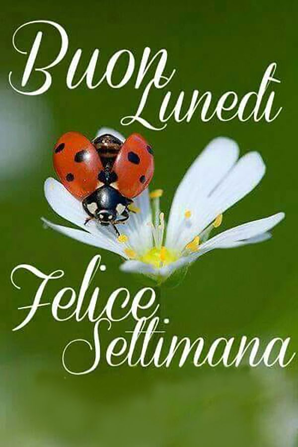 Immagini Buongiorno Lunedi​ 16