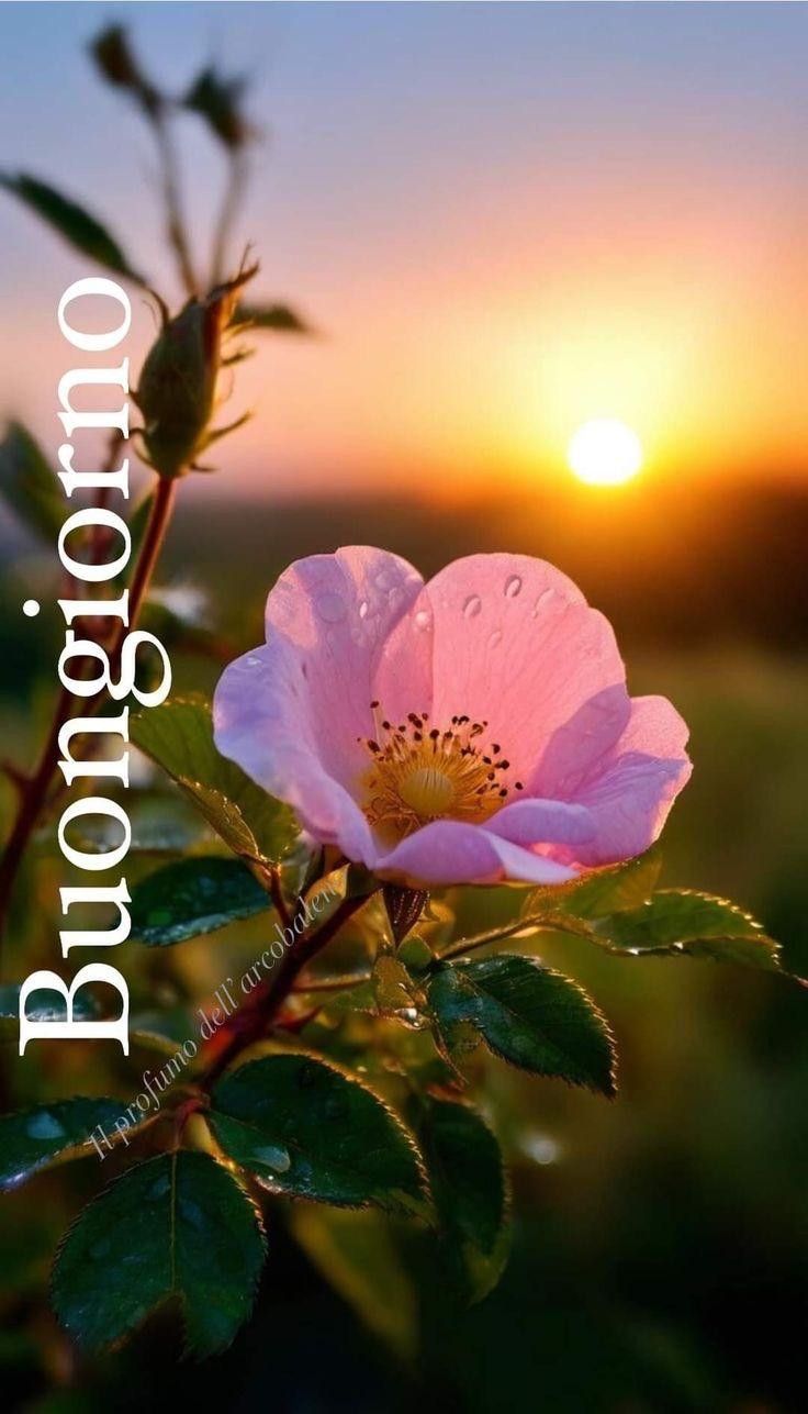 Immagini Buongiorno​ 105