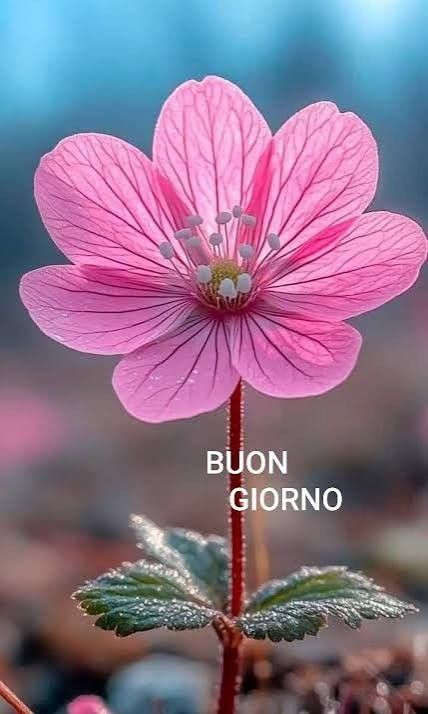 Immagini Buongiorno​ 123