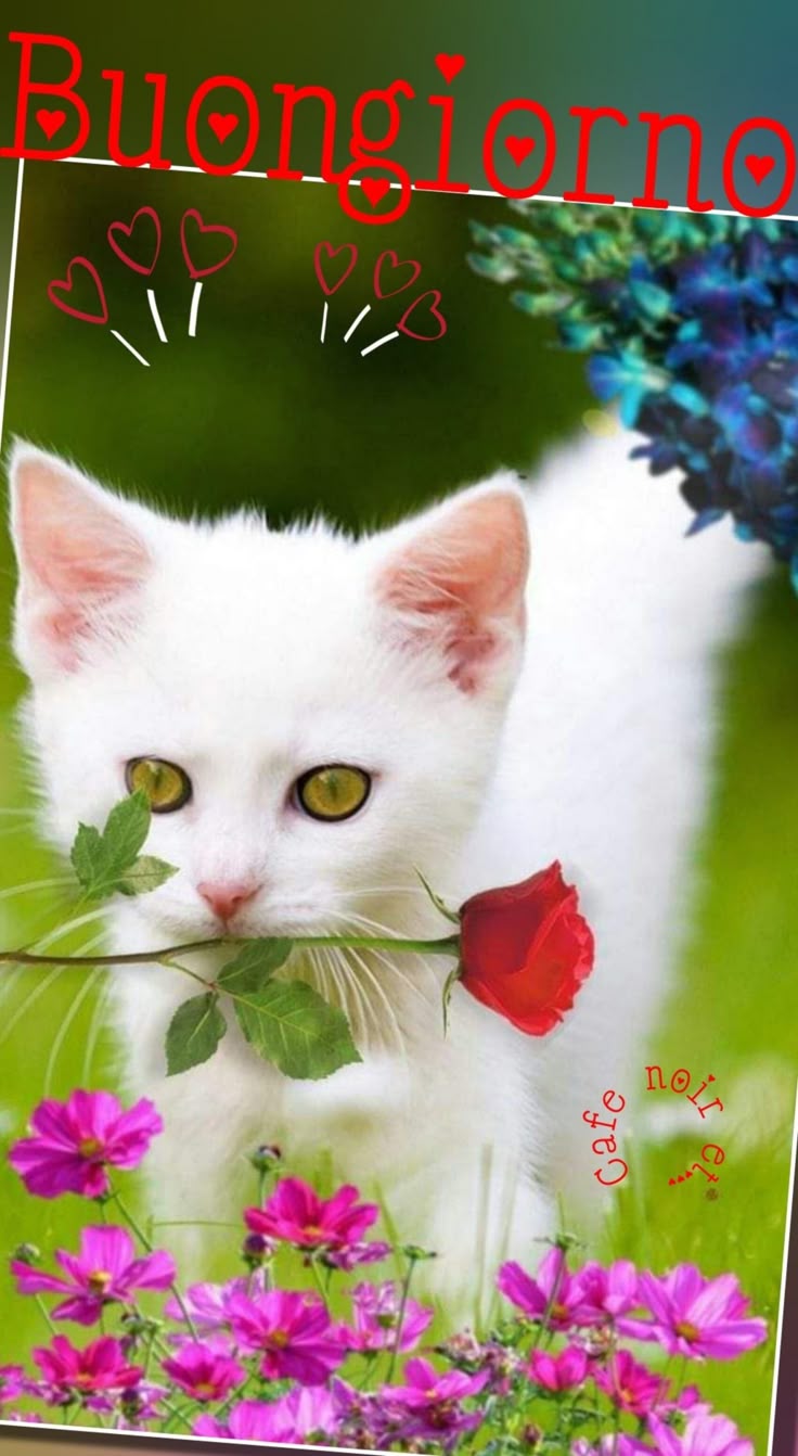 Immagini Buongiorno​ 14