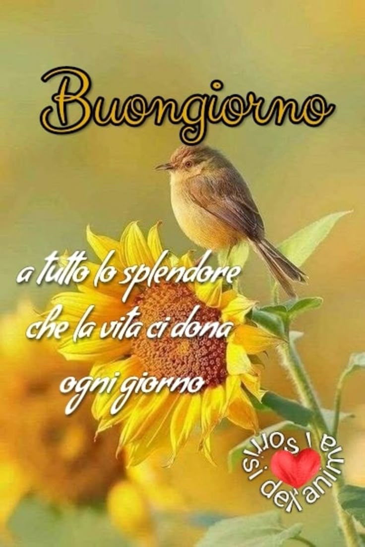 Immagini Buongiorno​ 51