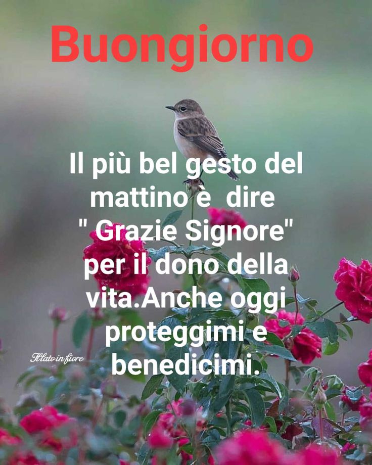 Immagini Buongiorno​ 61