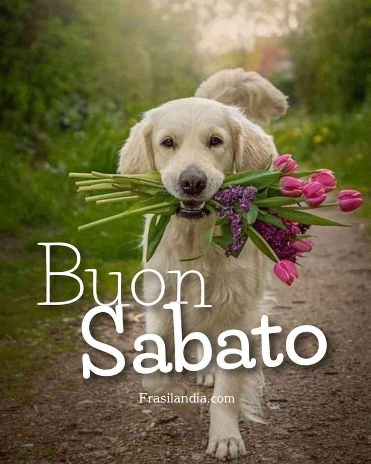 Immagini Di Buon Sabato​ 130