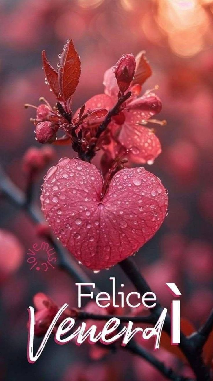 Immagini Nuove Buon Venerdi​ 24