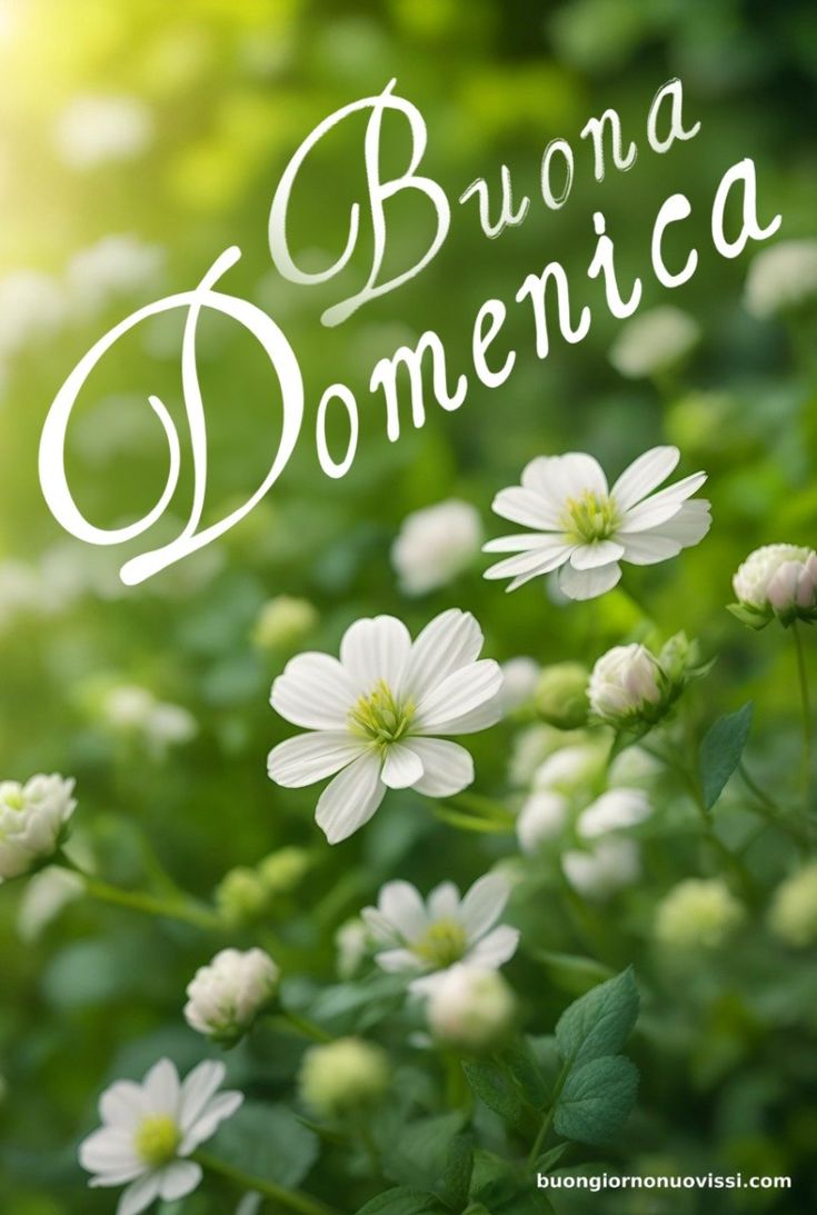 Nuovissimo Buona Domenica Immagini 118