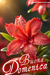 Nuovissimo Buona Domenica Immagini 125