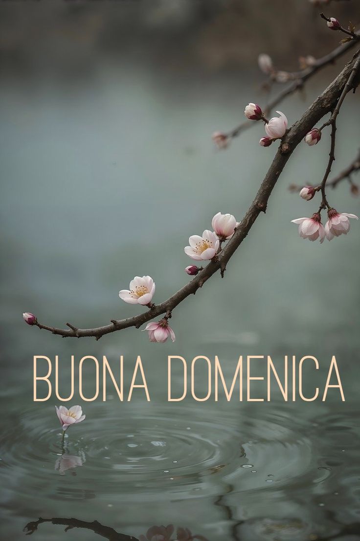Nuovissimo Buona Domenica Immagini 134