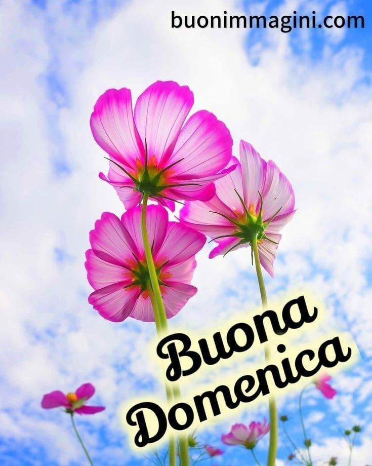 Nuovissimo Buona Domenica Immagini 141