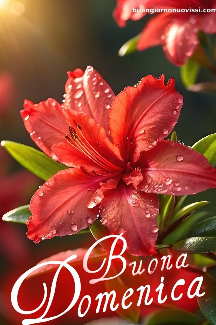 Nuovissimo Buona Domenica Immagini 7