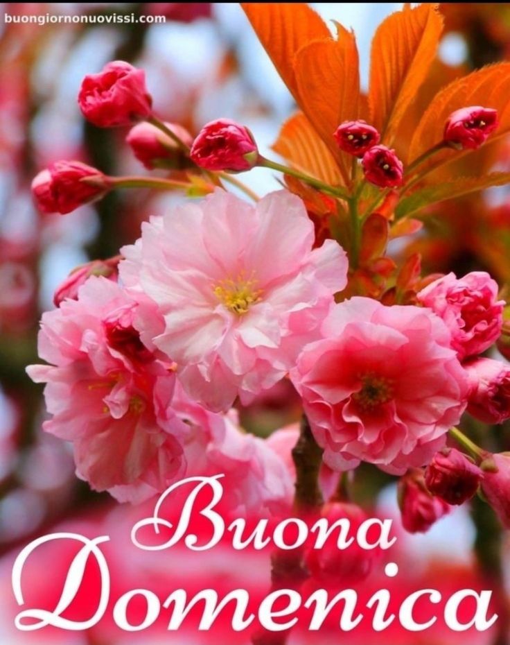 Nuovissimo Buona Domenica Immagini 8