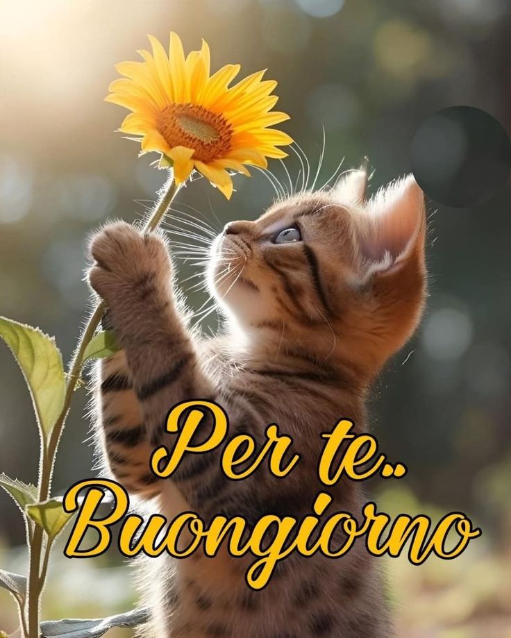 Nuovissimo Buongiorno Immagini 32