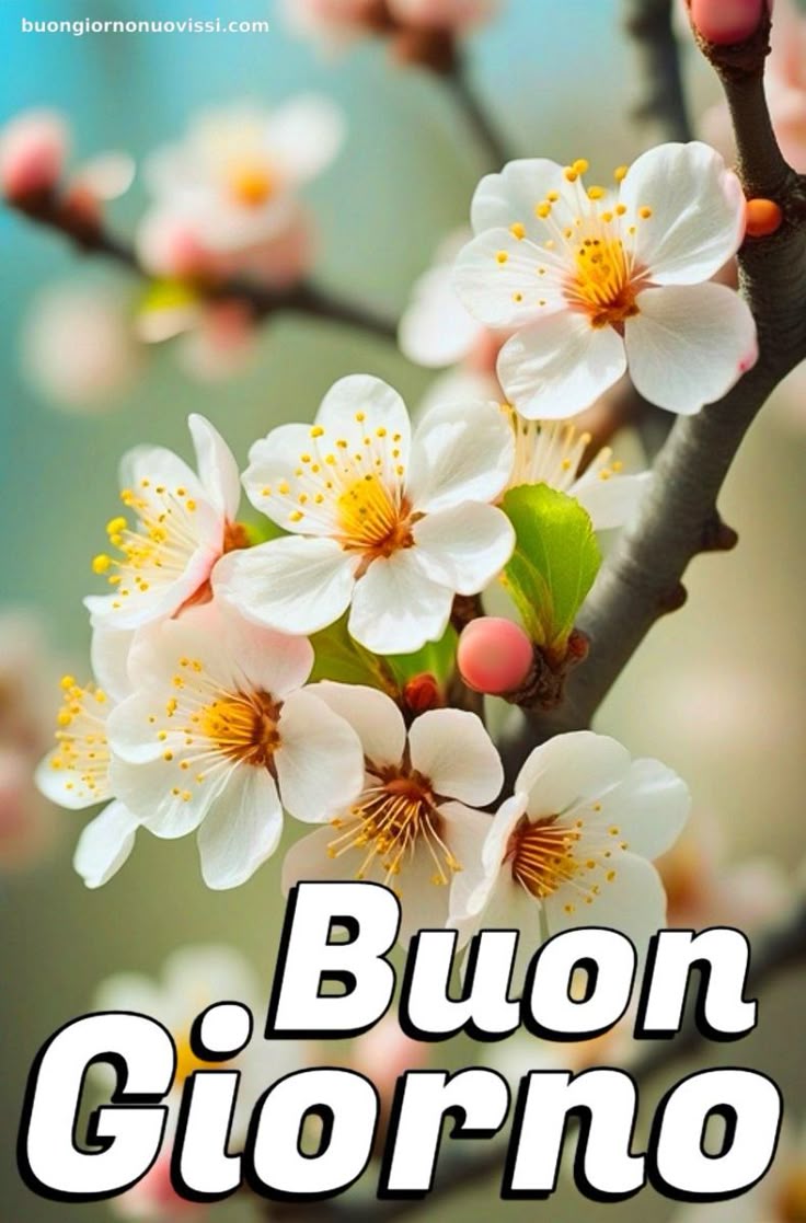 Nuovissimo Buongiorno Immagini 39