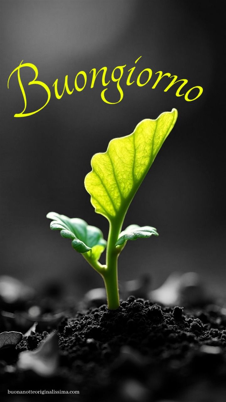 Nuovissimo Buongiorno Immagini 41
