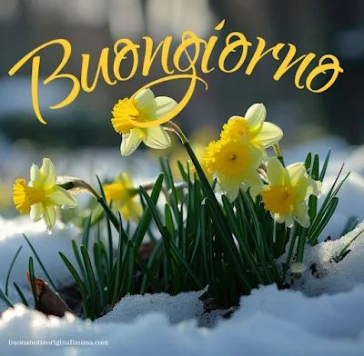 Nuovissimo Buongiorno Immagini 58