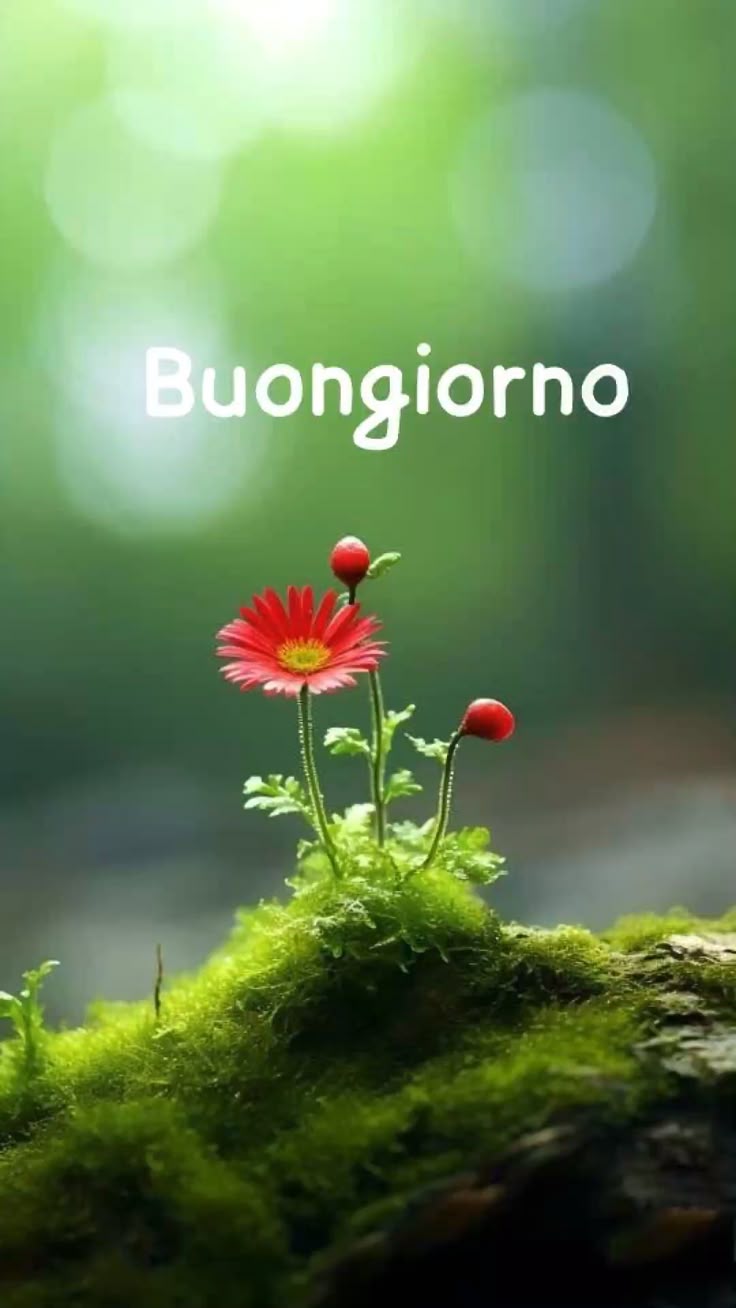 Nuovissimo Buongiorno Immagini 8