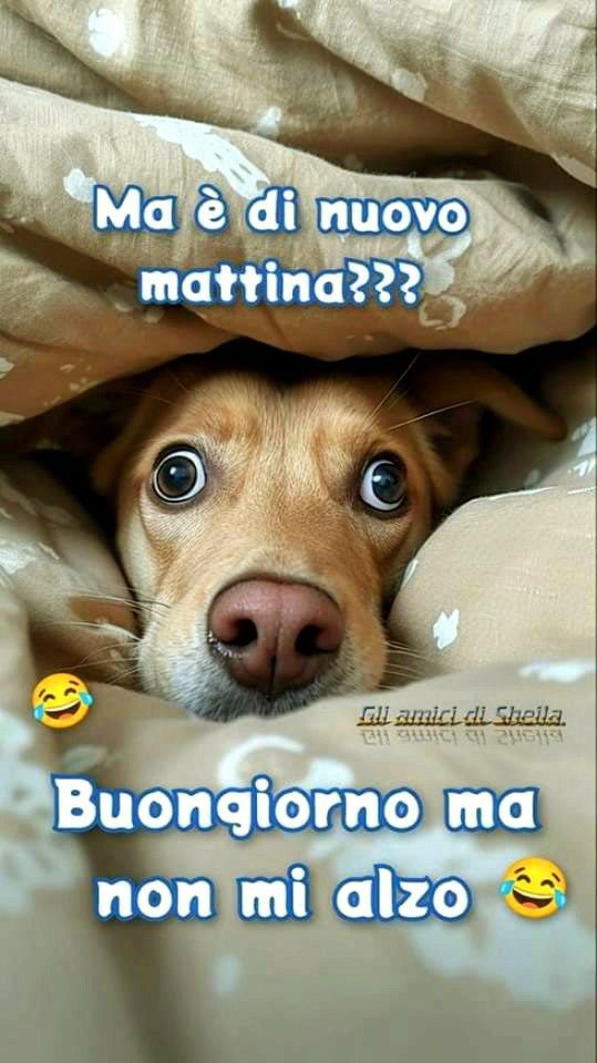 Spiritoso Divertente Buongiorno Immagini 107