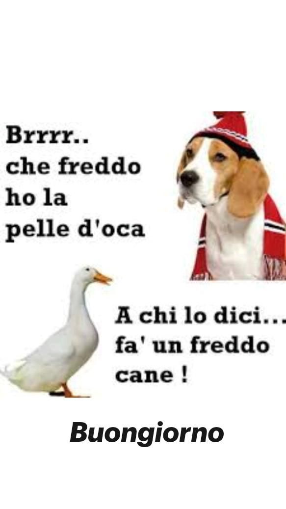 Spiritoso Divertente Buongiorno Immagini 26