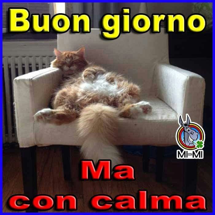 Spiritoso Divertente Buongiorno Immagini 29