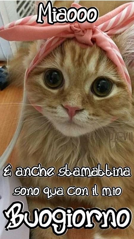 Spiritoso Divertente Buongiorno Immagini 30