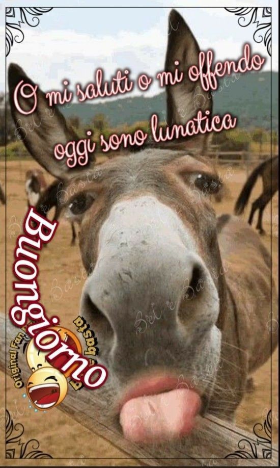 Spiritoso Divertente Buongiorno Immagini 55