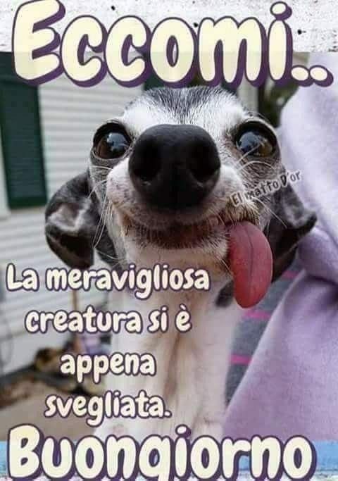 Spiritoso Divertente Buongiorno Immagini 59