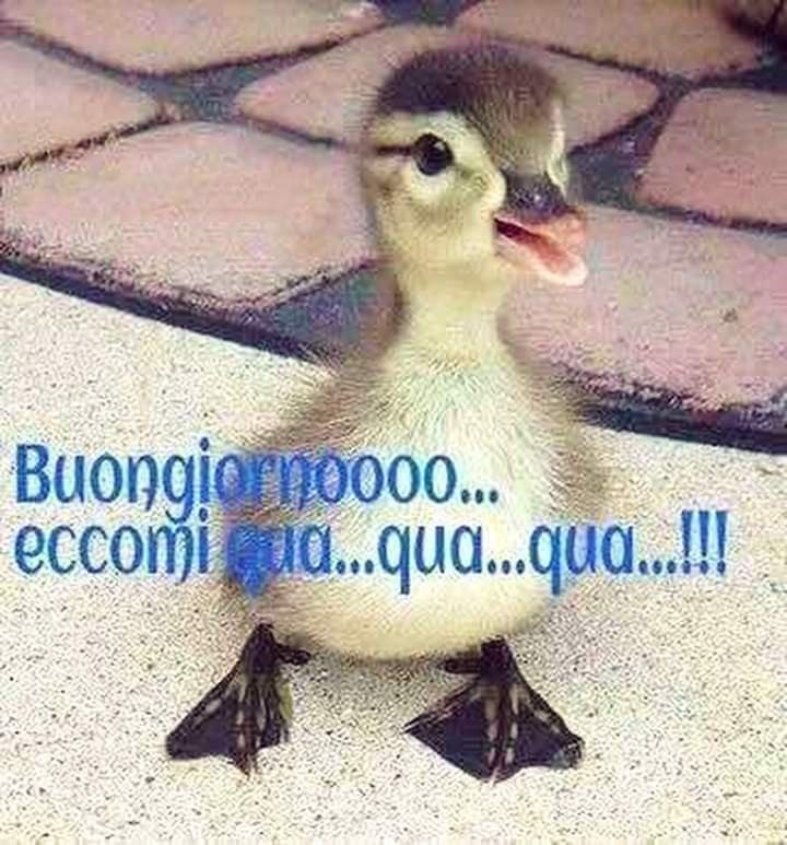 Spiritoso Divertente Buongiorno Immagini 77