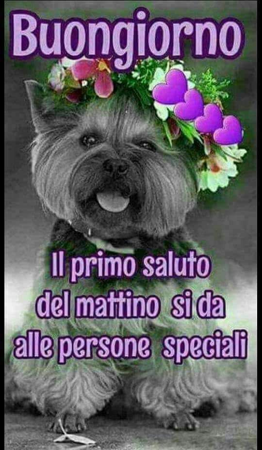 Spiritoso Divertente Buongiorno Immagini 83